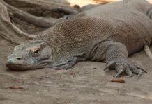 Komodo Dragon: A Killing Machine
