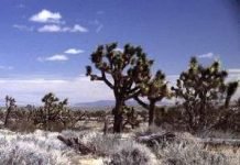 Sonoran Desert