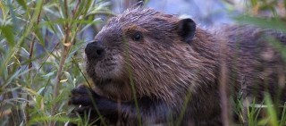 The beaver is Canada's national animal.