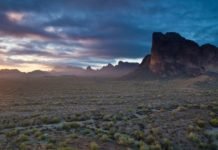 Your Radiation this Week No 53 Coyotes and Cactus in American Eagletail Desert