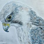Saker_saker-falcon-drawing-small