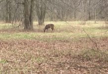 Paddington and Dad Visit the Deer