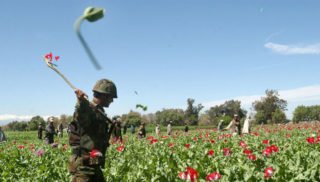 Afghanistan poppies