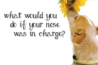 What would you do if your nose was in charge