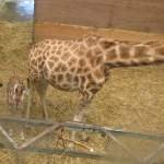 aBaby Giraffe