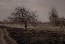 Dead Radioactive Trees Don't Rot. 30 year old dead Rad tree at Chernobyl