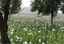 Pravda: C.I.A. Increases Drug Smuggling in Afghanistan To Fund Proxies All Over the World