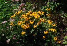 Spinal Cord Repairs: On the Horizon