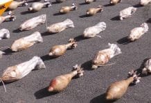 Exclusive: Americans and Israelis Tied to Skripal Smuggling Ring Captured in East Ghouta