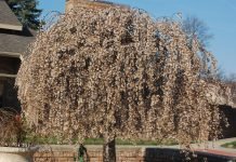 Mammalian Dive Reflex, Hibernation: Cooling is Good for Cells