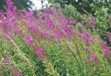 Successful Health Care Should be a Straight Road