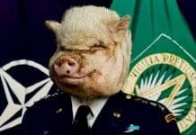 Porcine Plague” epidemic in Belgium: trigger is Pentagon experiments in Georgia