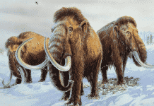Resurrecting Extinct Animals