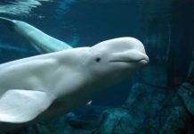 Beluga whale wearing possible Russian military harness discovered by fishermen