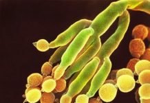 Ancient Fungi Were Here A Billion Plus Years Ago