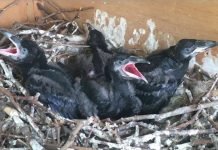 Tower of London: Baby Ravens are Back!