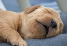 Sleep Loss Encourages Toxic Alzheimer’s Protein