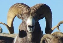 Argali Sheep: World’s Largest Ovis Aries