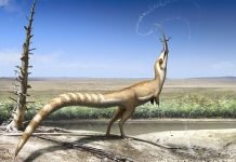 Possibilities of Discovering Dinosaur Colors Exist