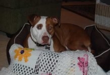 Helping Dogs and Humans With Cancer