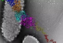 Bacteria Produce Nanowires Which Could Power Medical Devices