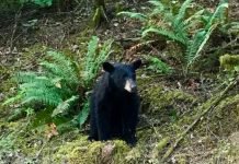 Wildlife: For Their Sake, Leave Them Alone!