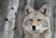 Trump Administration Reauthorizes Cyanide Bombs to Kill Animals