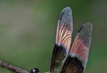 Dragonflies: Magical Mosquito Marauders