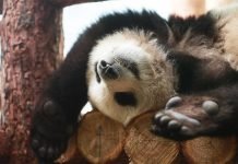 NEO – Panda diplomacy much better than mafia extortion of collapsing West