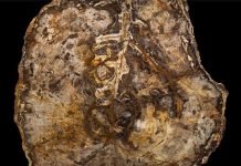 A 16 Million Year-Old Sequoia Tells Tales