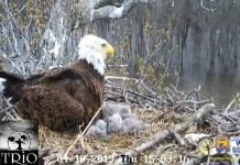 Eagles Trio: Starr, Valor I and Valor II