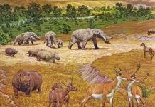 ‘Almost’ Elephants Lived On The ‘Texas Serengeti’