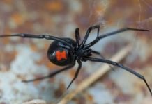 Ouch! Venomous Versus Poisonous