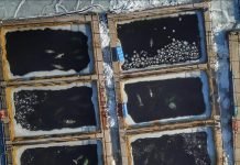 Russian Whale Jail: Set Them Free!