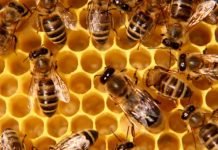 Notre Dame Bee Hives Survive Fire