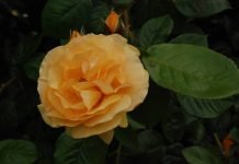 Shakespeare’s Phrases: We Use Them All the Time