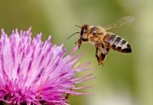 Honey Bees: Vital For Crop Production