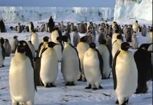 Antarctica’s Emperor Penguins Disappearing: Baby Chicks Drowning