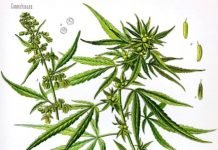 Trump Opposes Cannabis Legalization