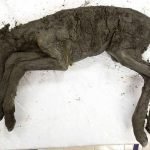 Resurrecting the Extinct Lenskaya: Easier Said Than Done