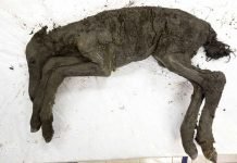 Resurrecting the Extinct Lenskaya: Easier Said Than Done