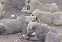 Lions: Bred in South Africa For “Canned Hunts” and Bone Trade