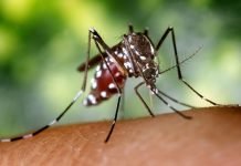 The Mosquito is the World’s Deadliest Animal