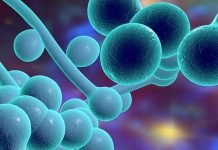 Alert: Superfungus on the Loose