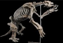 Giant Ground Sloths: America Had Them
