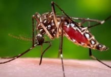 Fleas, Ticks, and Mosquitoes Can Kill