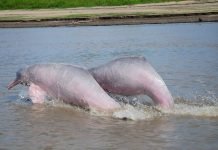 River Dolphins: Chatty Cathies of the Marine World
