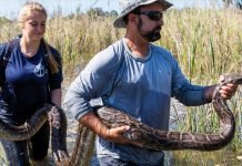 Giant Pythons Are Eating Florida