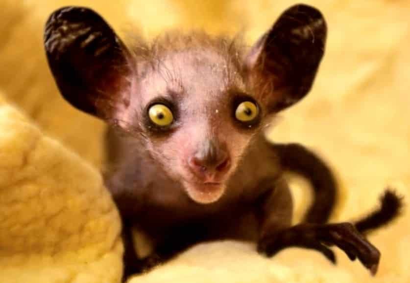 The Aye Aye Lemur Like Nothing Else On Earth VT Foreign Policy