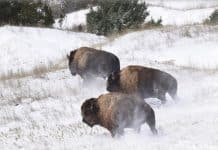 Redux: Bison Roam in the Badlands